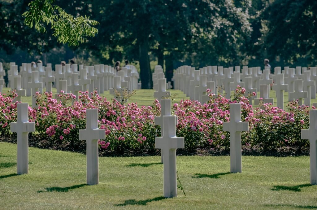 Tranquil view of Normandy Cemetery with white crosses and blooming roses, honoring fallen soldiers.